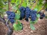 Wine grapes ready for harvest